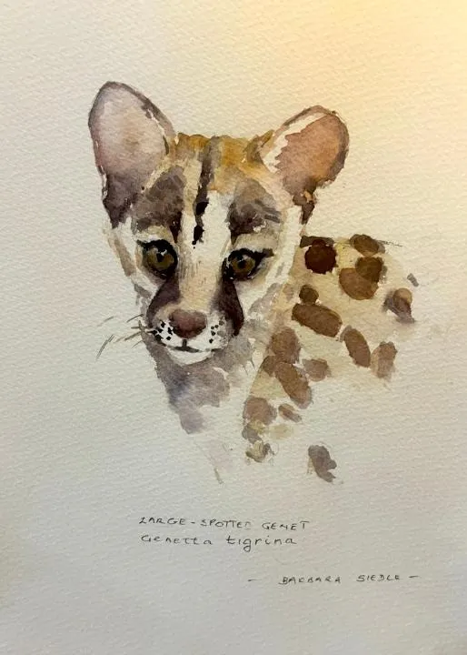 Civet watercolour by Barbara Siedle