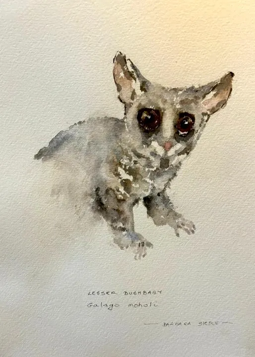 Civet watercolour by Barbara Siedle