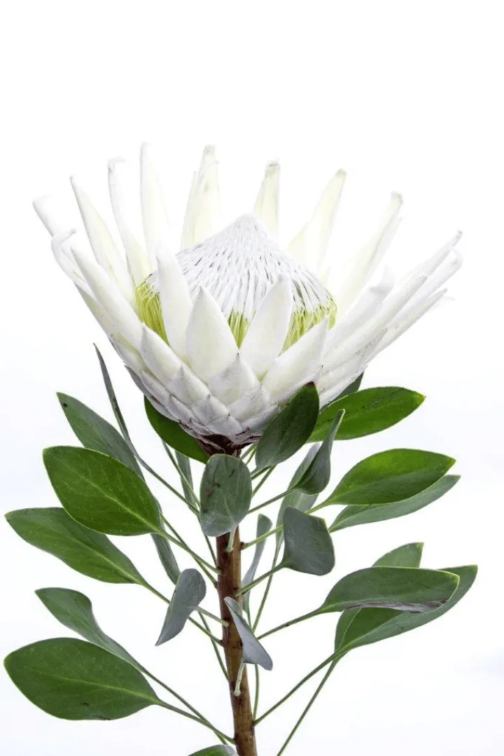 White King Protea