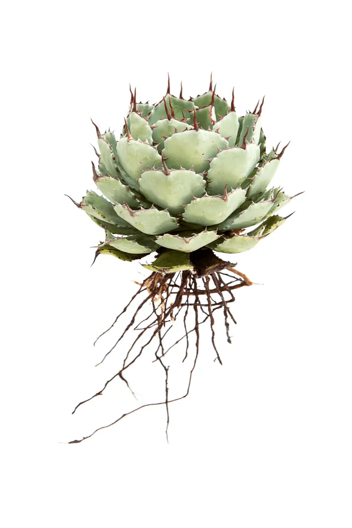 Agave Potatorium 2