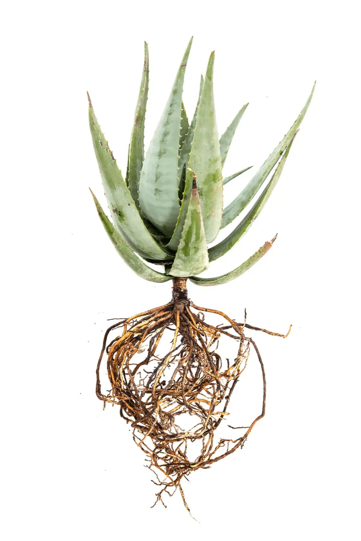 Aloe Hybridize 1