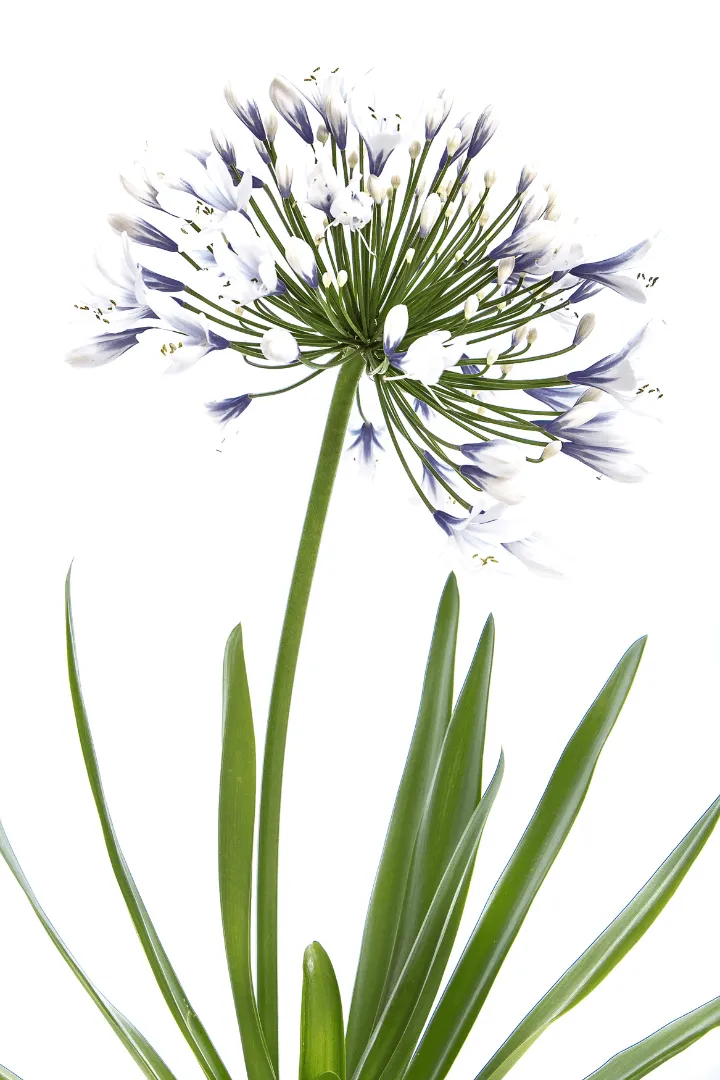 Agapanthus 3