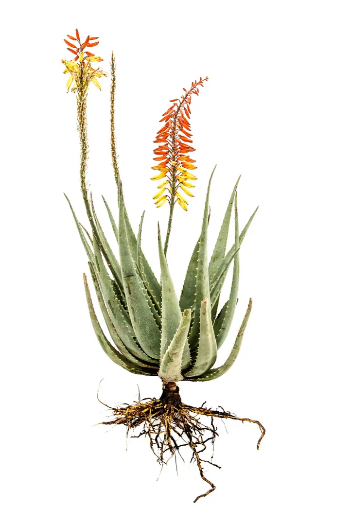 Aloe Hybridize 4