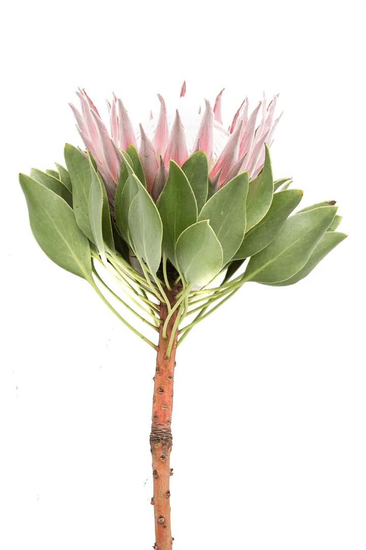 King Protea 3