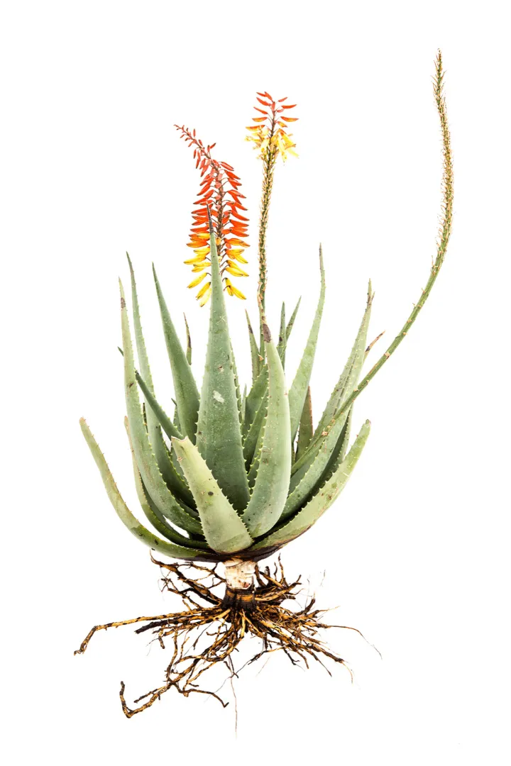 Aloe Hybridize 3