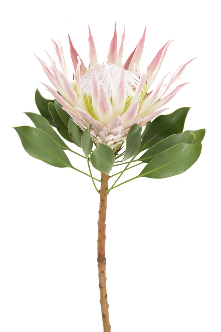 King Protea 2