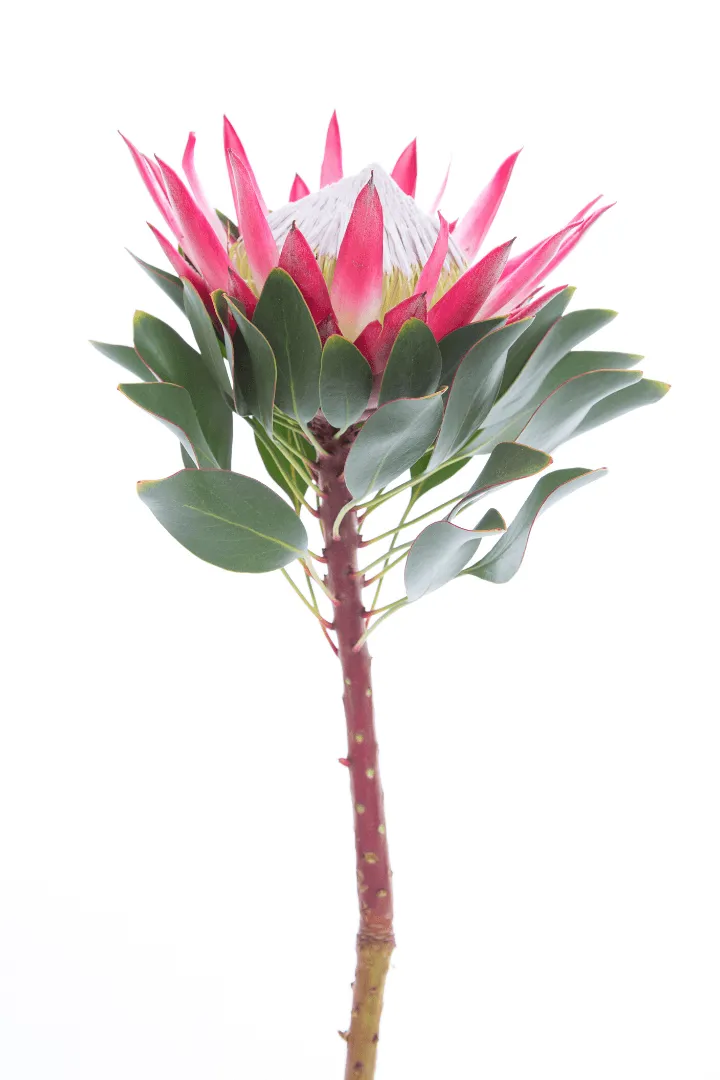 King Protea 1