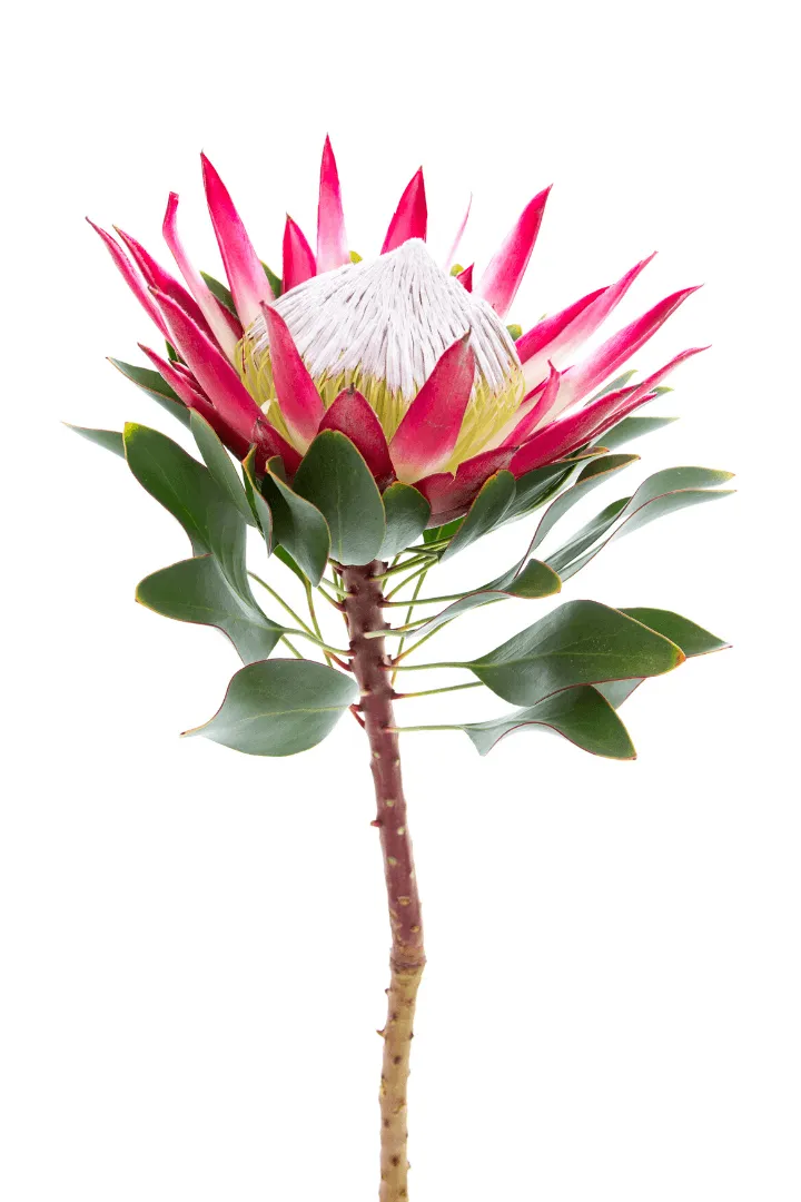 King Protea 4