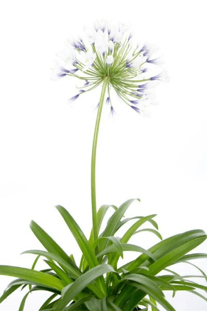 Agapanthus 2