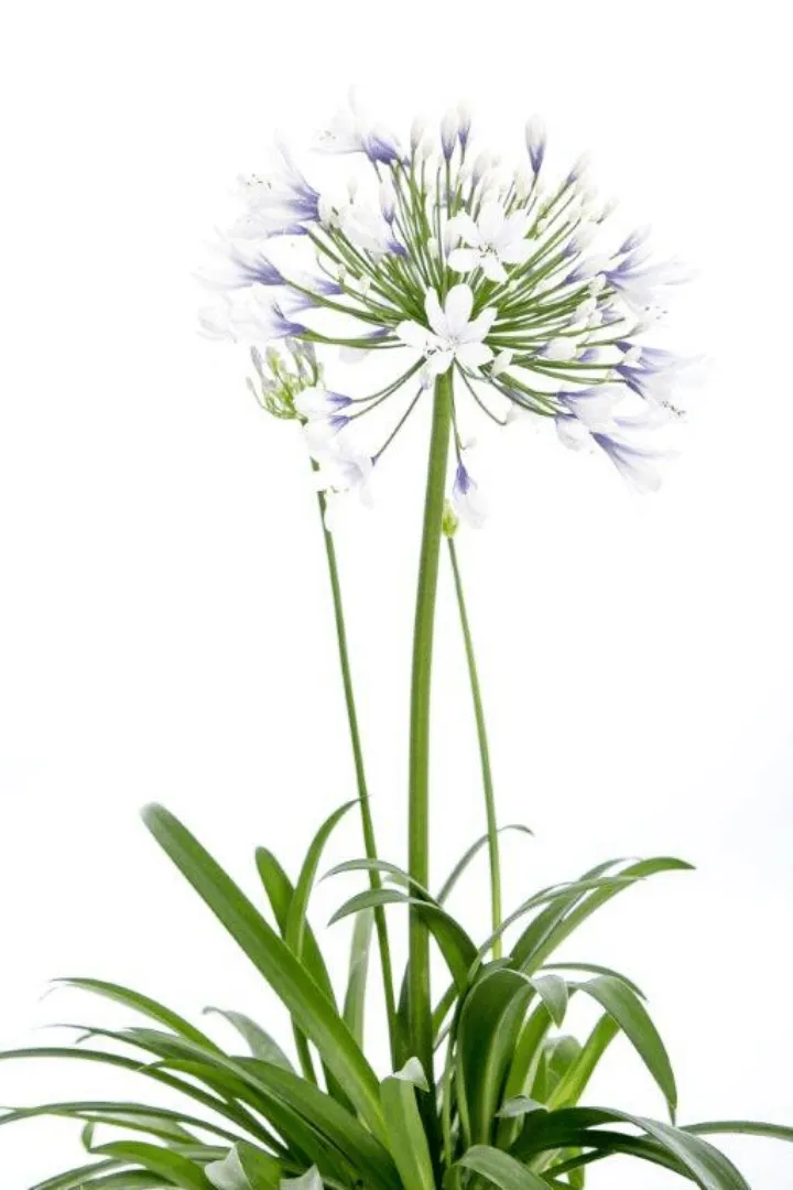 Agapanthus 1