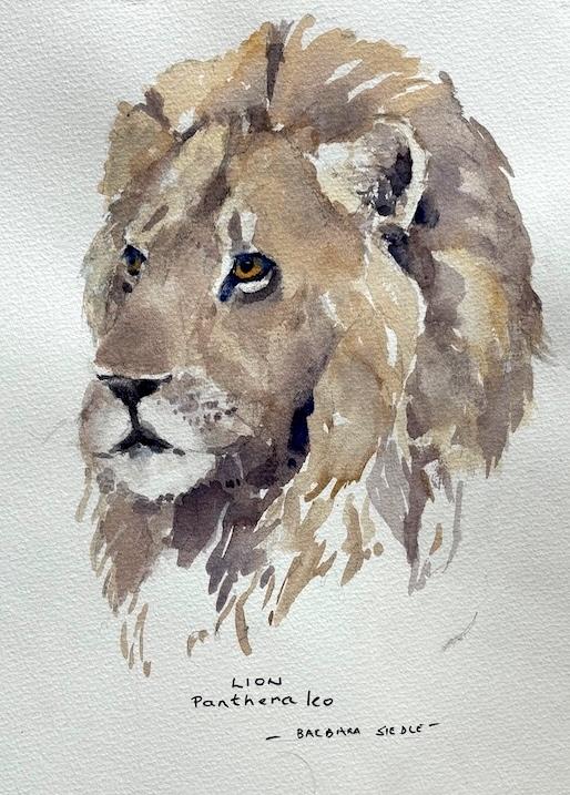 Lion by Barbara Siedle