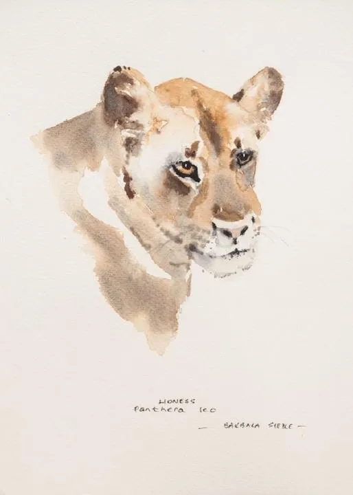 Lioness by Barbara Siedle