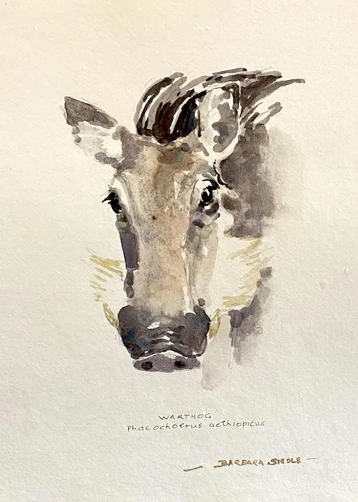 Warthog by Barbara Siedle