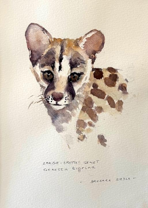 Large-spotted Genet by Barbara Siedle