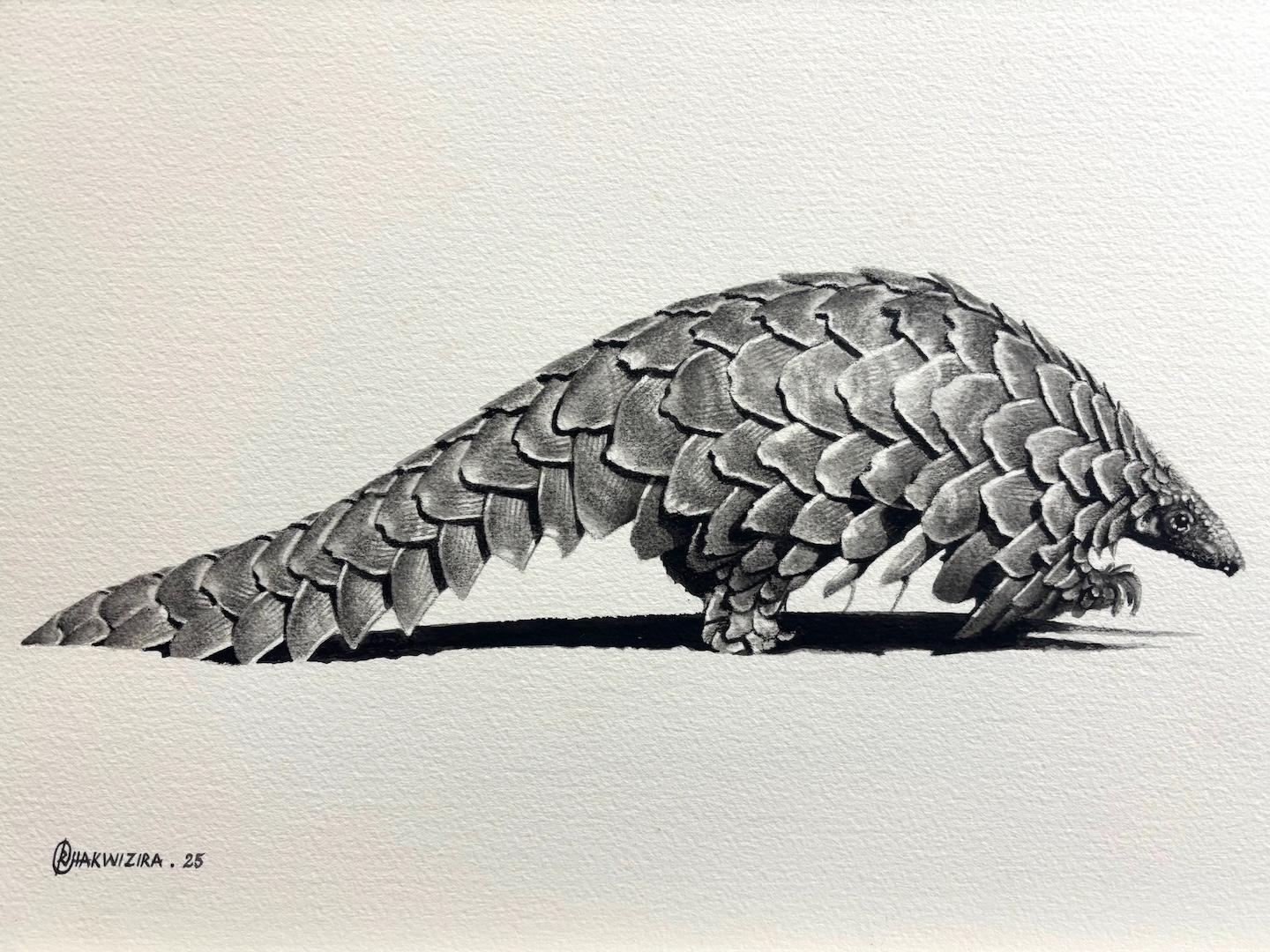 Pangolin 1 by Richard Chakwizira