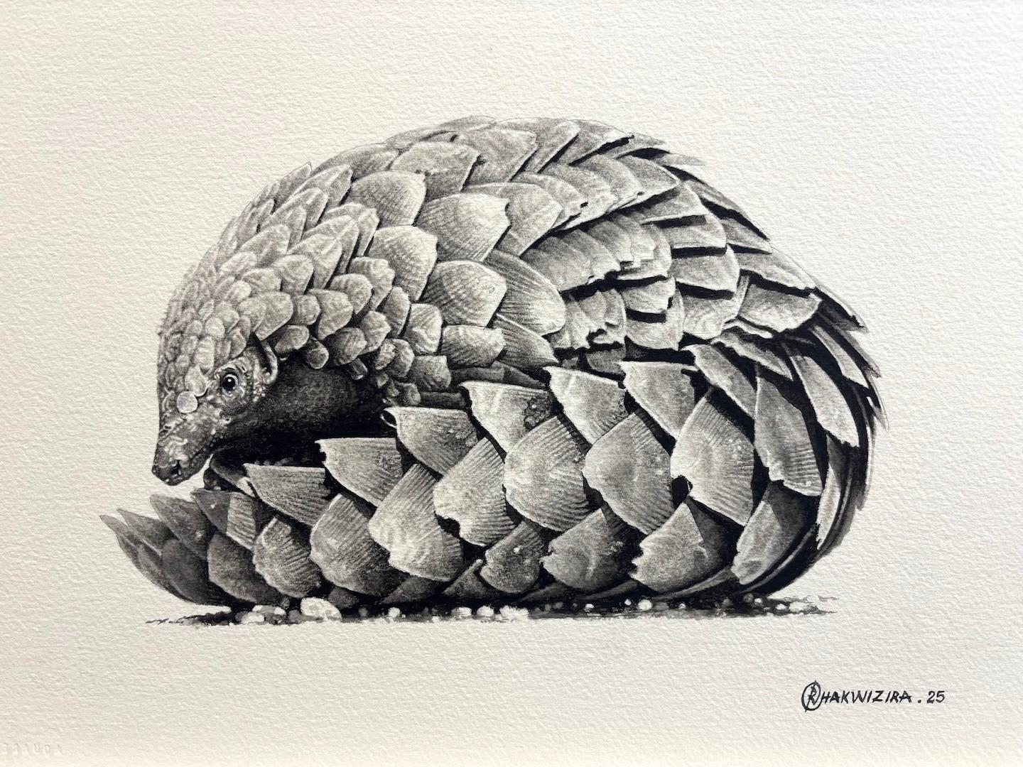 Pangolin 2 by Richard Chakwizira