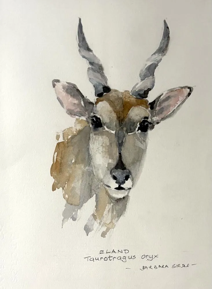 Eland by Barara Siedle