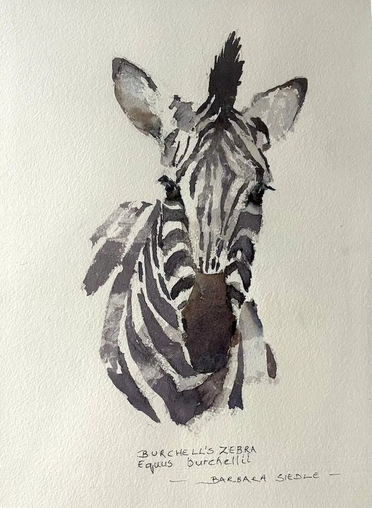 Zebra by Barbara Siedle