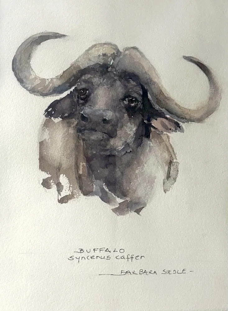 Buffalo by Barbaa Siedle