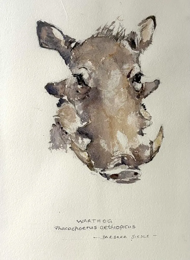 Warthog by Barbara Siedle