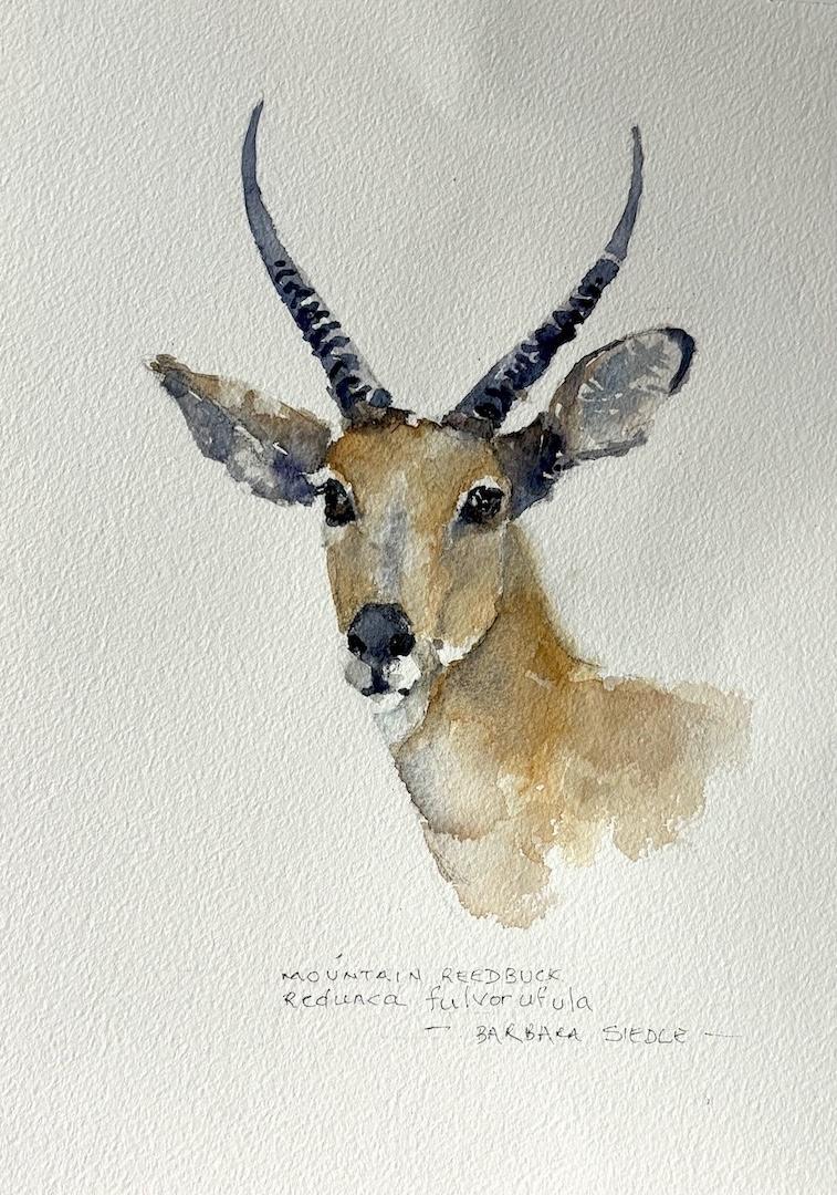 Mountain Reedbuck by Barbara Siedle