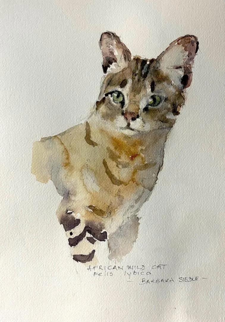 African Wildcat by Barbara Siedle