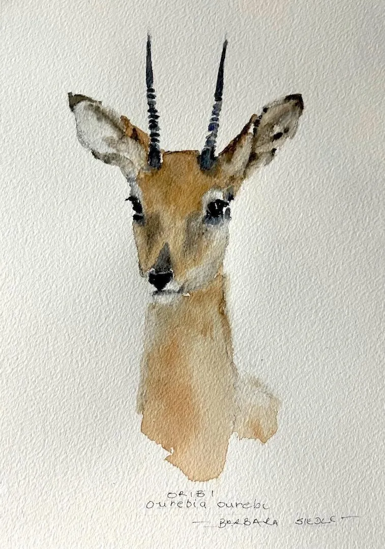 Oribi by Barbara Siedle