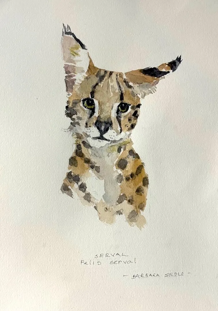 Serval by Barbara Siedle