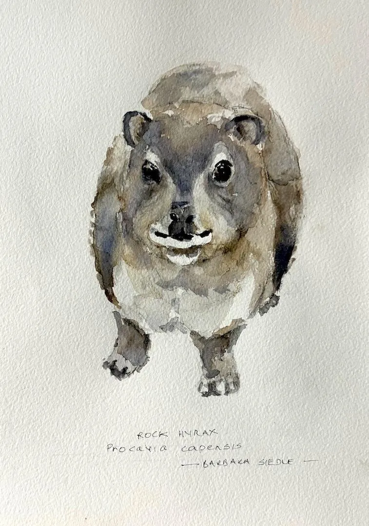 Rock Hyrax by Barbara Siedle