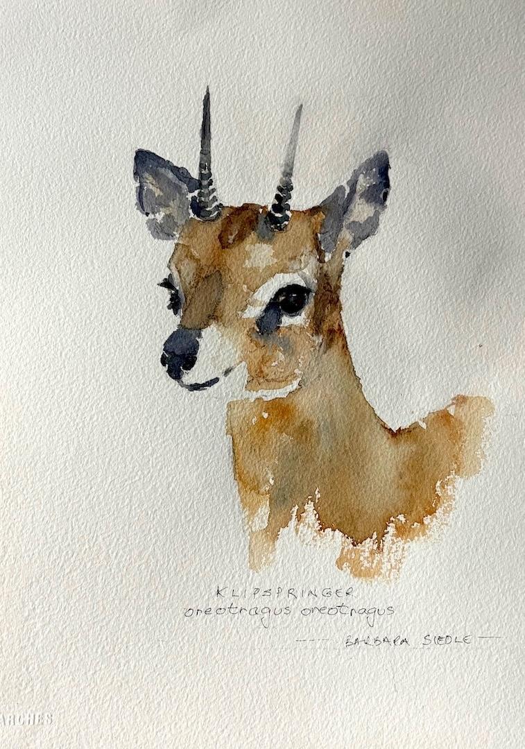 Klipspringer by Barbara Siedle