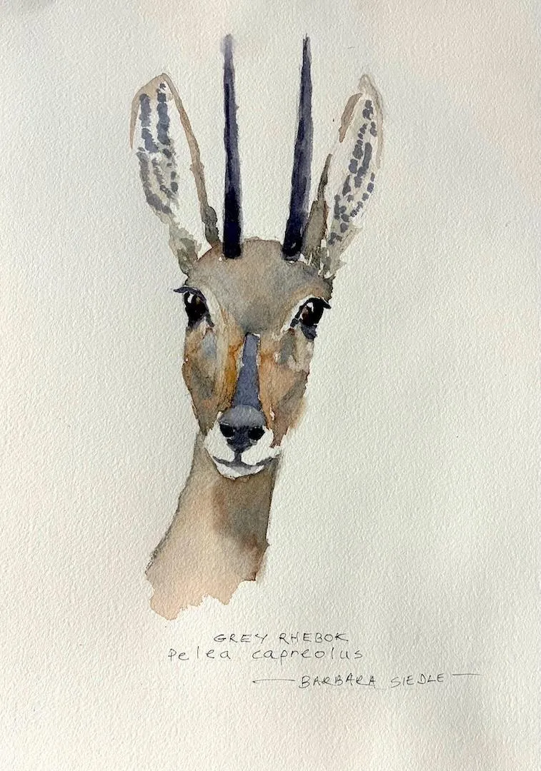 Grey Rhebok by Barbara Siedle