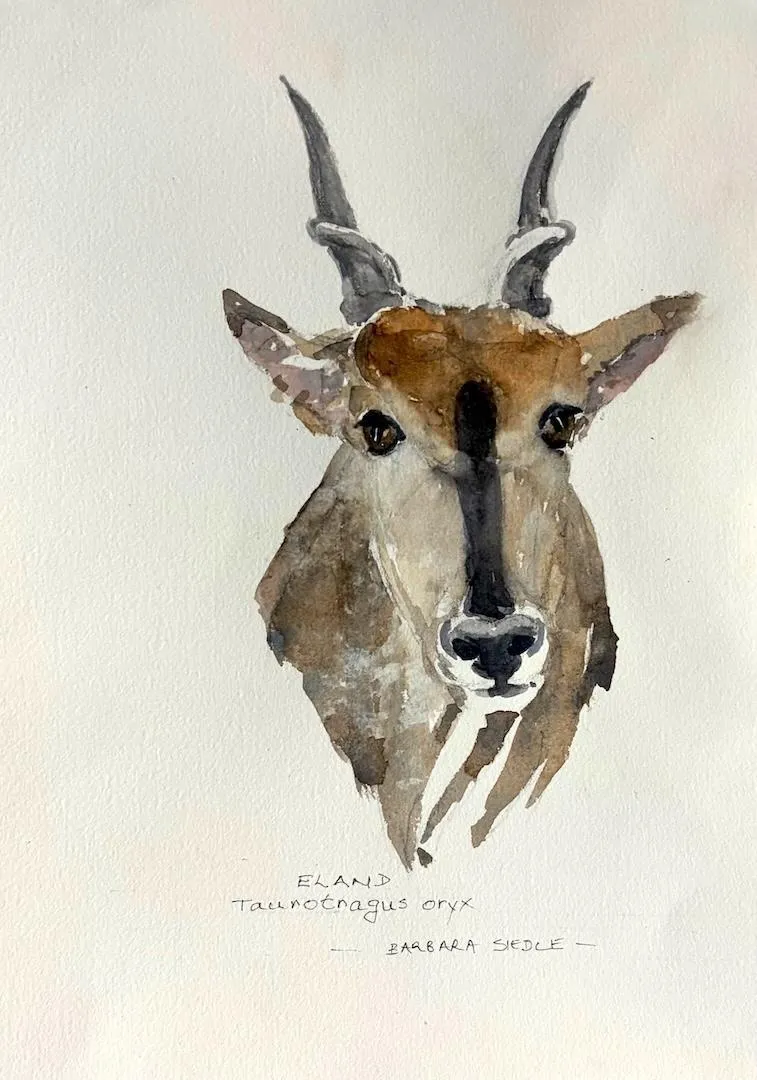 Eland by Barbara Siedle