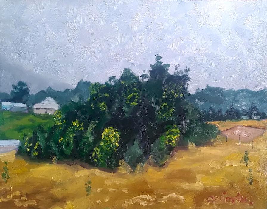 Wattle Cluster by Celimpilo Dlamini