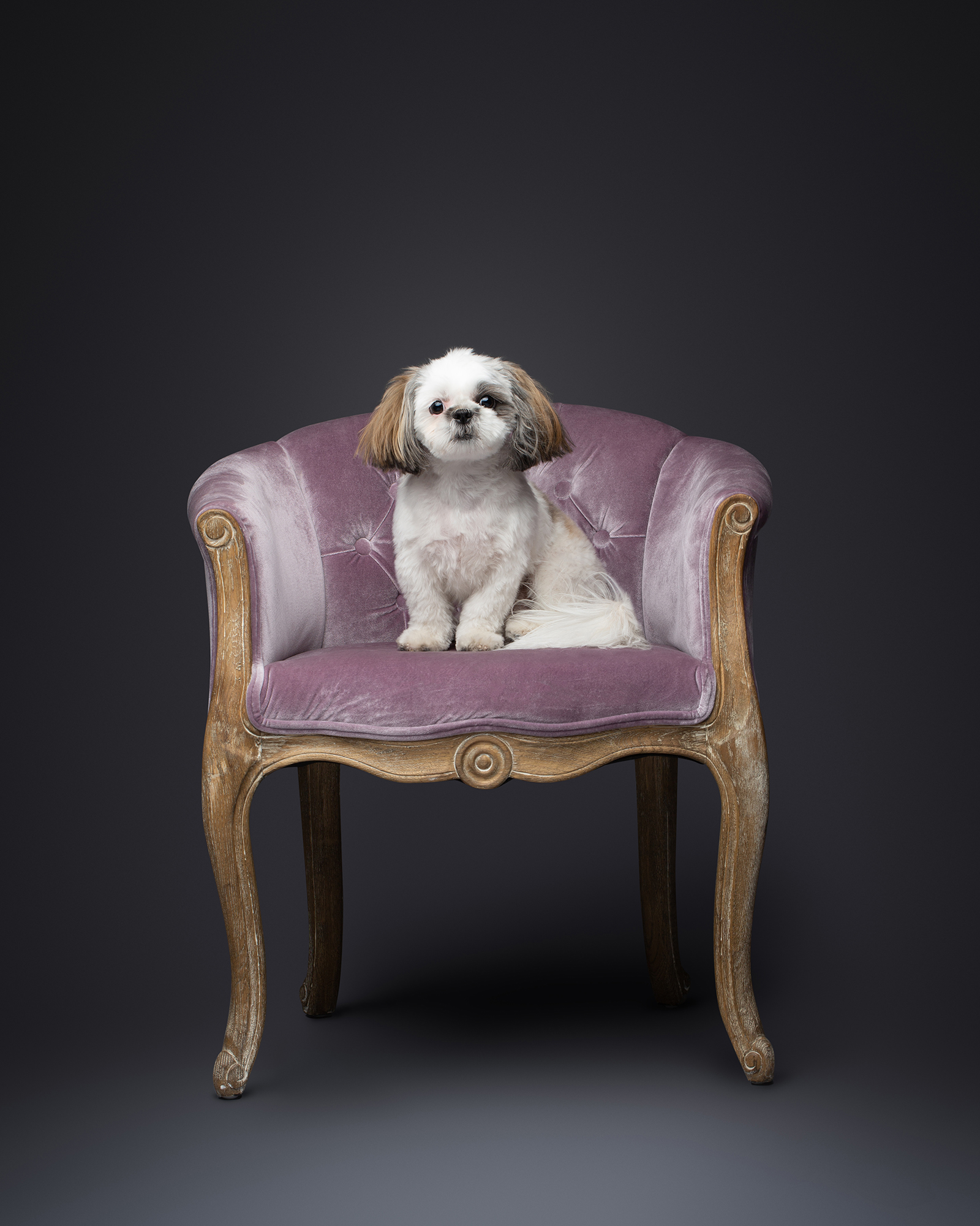 Cute white and grey Shih Tzu dog sitting perfectly centered in a small, ornate, purple velvet antique chair on a dark gray studio background.