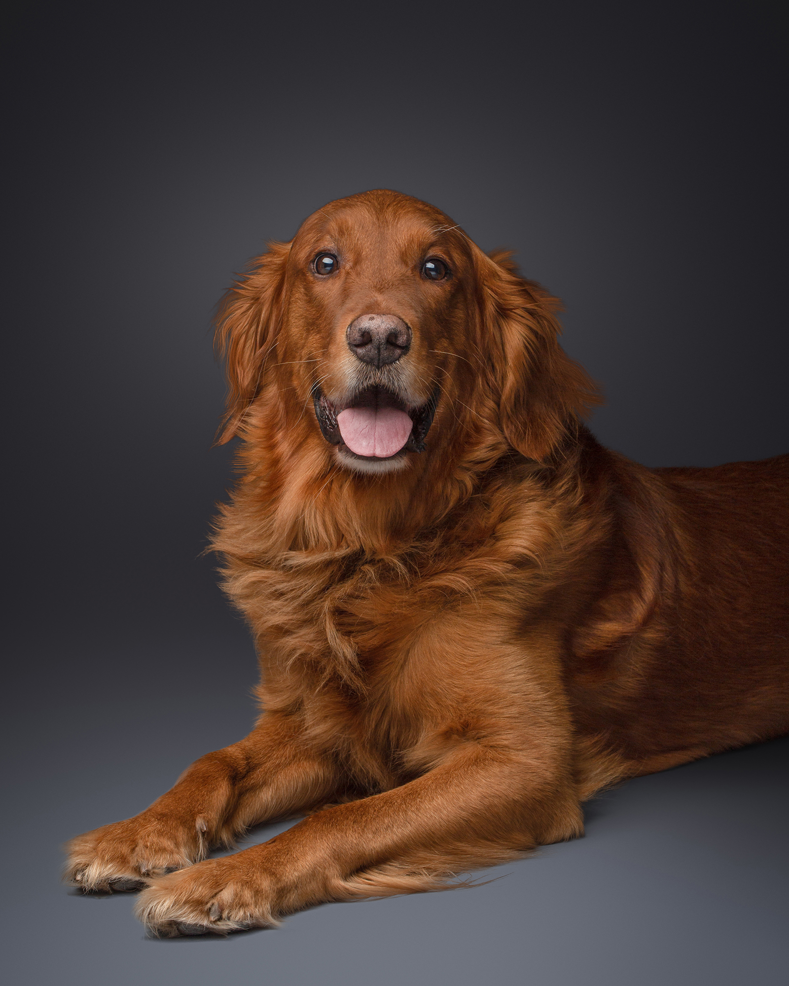 Close-up studio portrait of a smiling red-furred Golden Retriever.