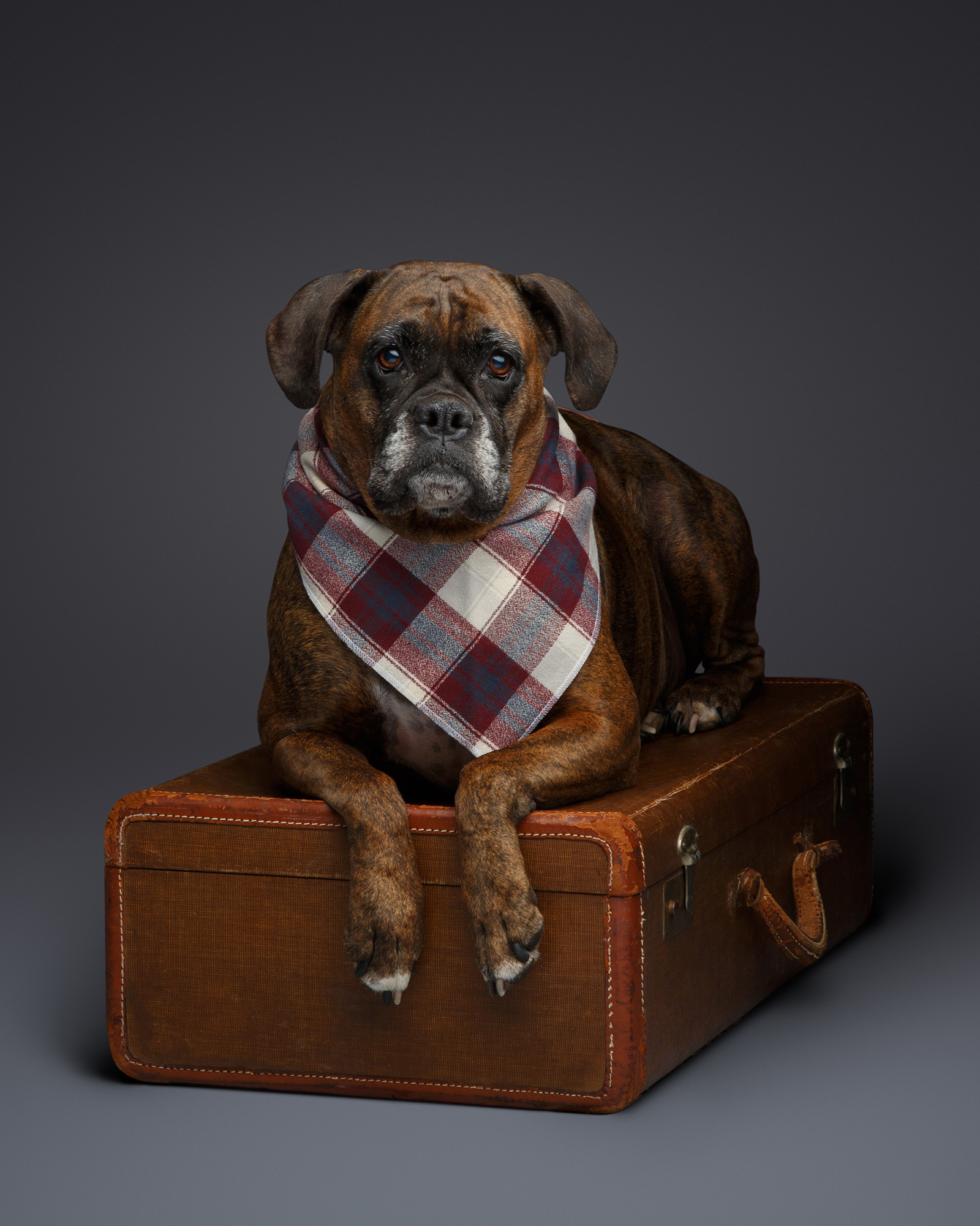 A brindle Boxer dog wearing a red, blue, and cream plaid bandana, lying on top of a vintage brown leather suitcase in a professional studio setting.