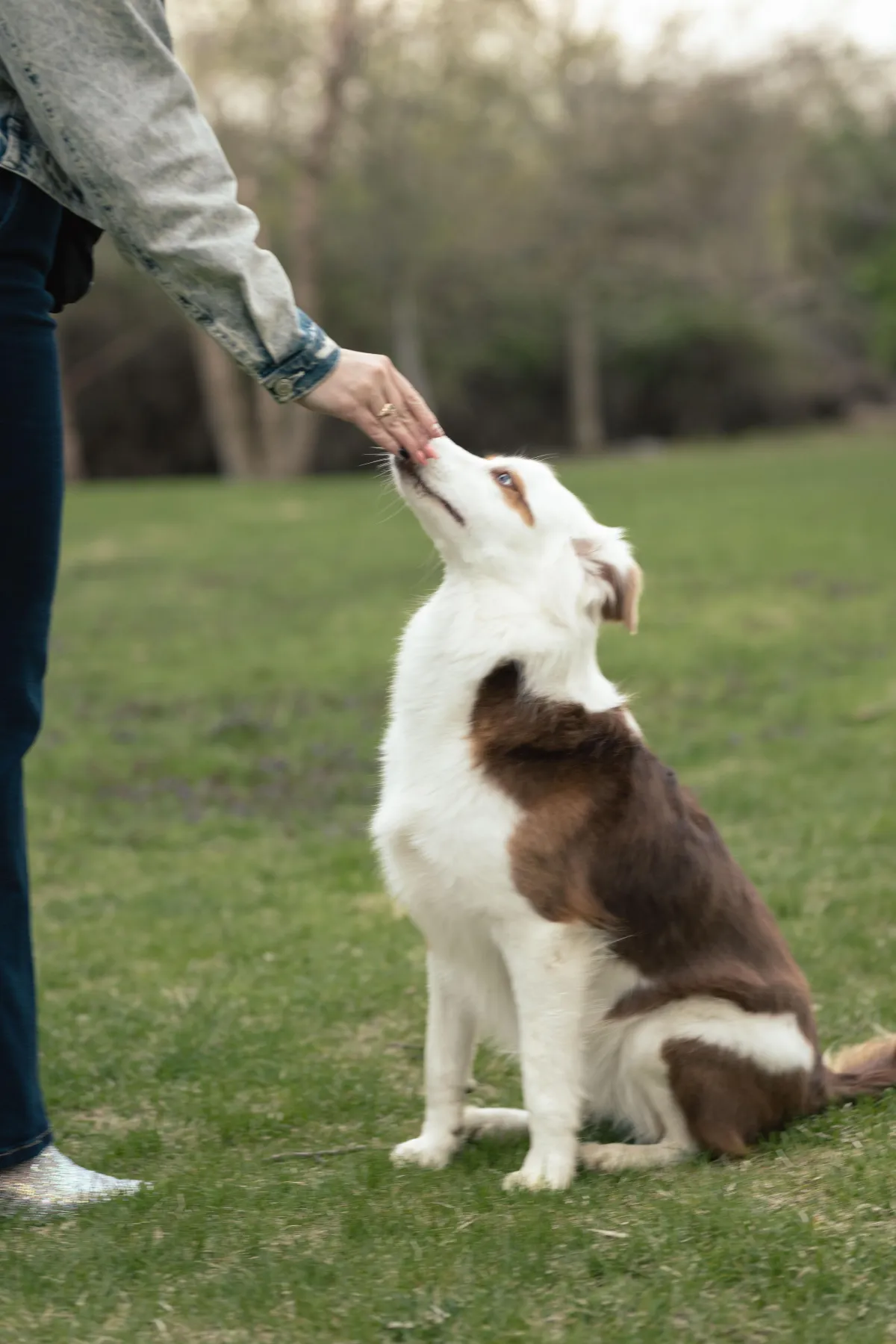Private Dog Training Boston Massachusetts