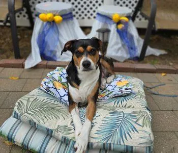 Dog trainer in greater boston area