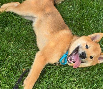 Dog training in boston