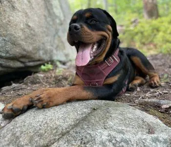 Dog trainer in greater boston