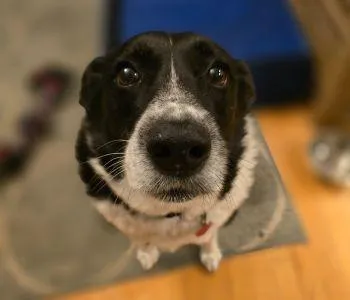 boarding and training near me Boston