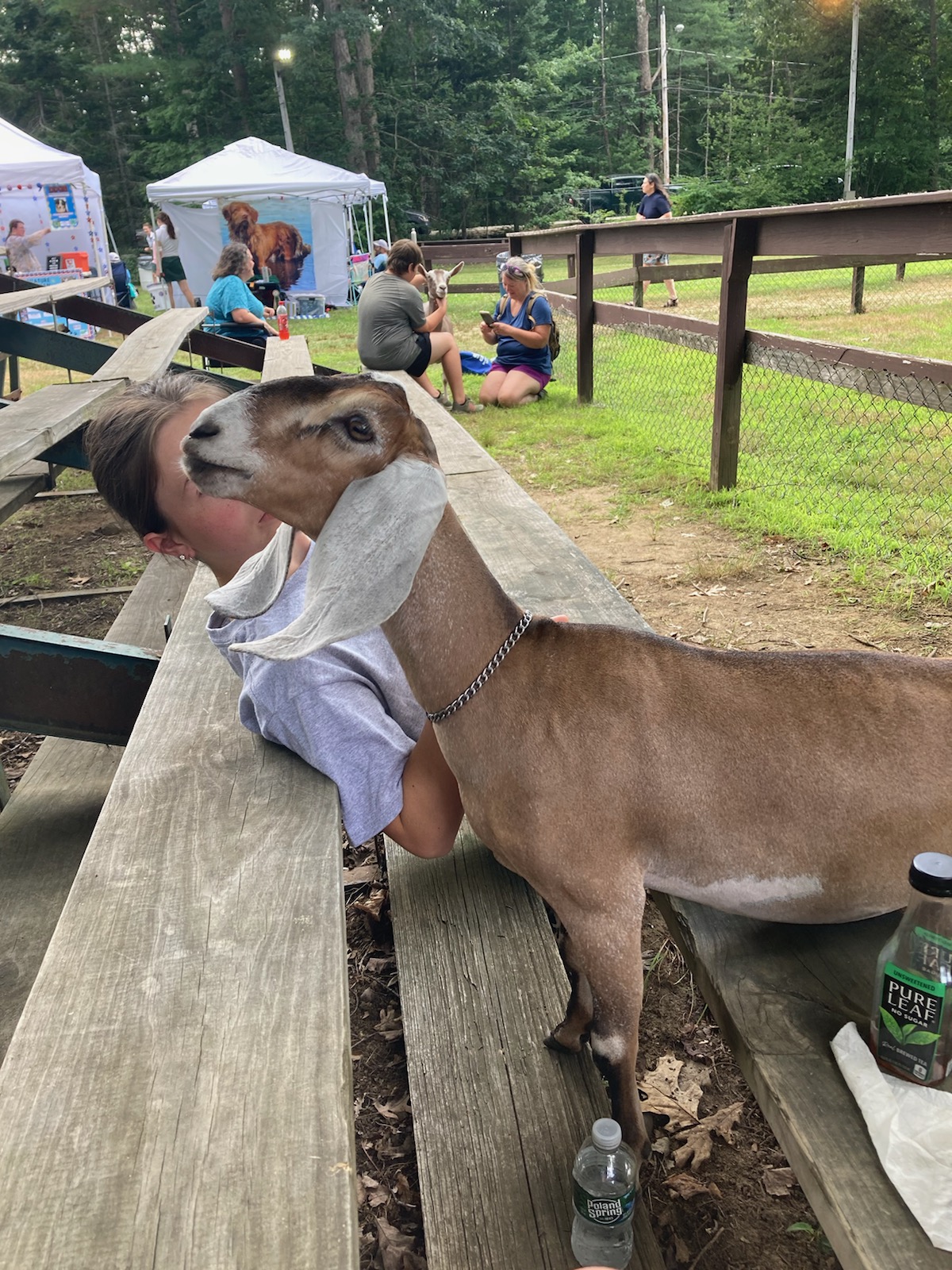 Girl with a goat in a wood stand