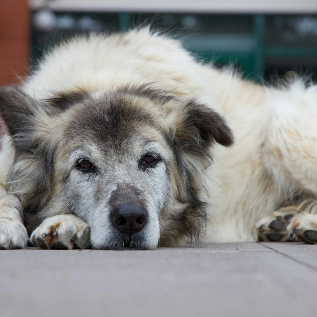 Senior dog lying down with gentle expression, symbolizing aging pets, comfort, and compassionate care.