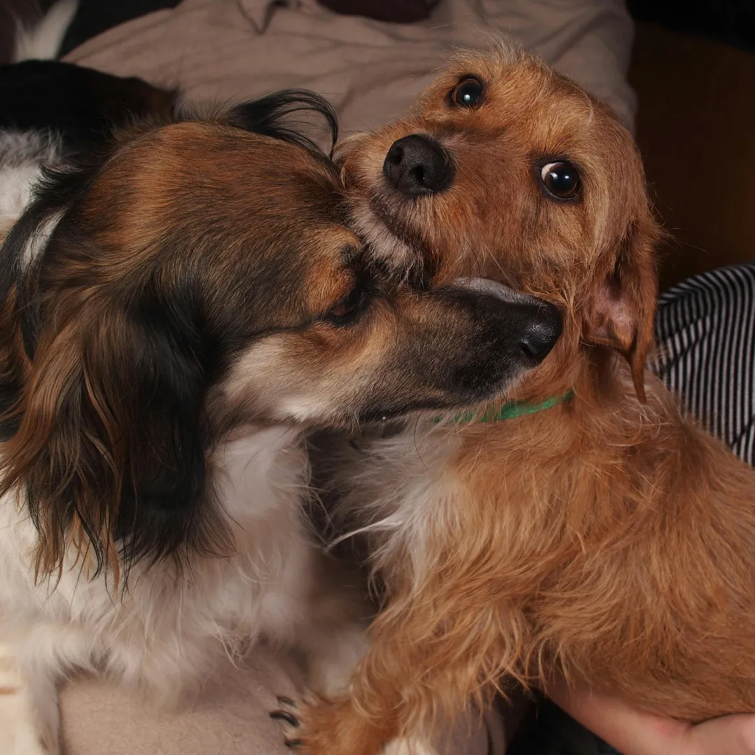 Two affectionate dogs cuddling indoors, showing companionship, loyalty, and the emotional bond between pets.