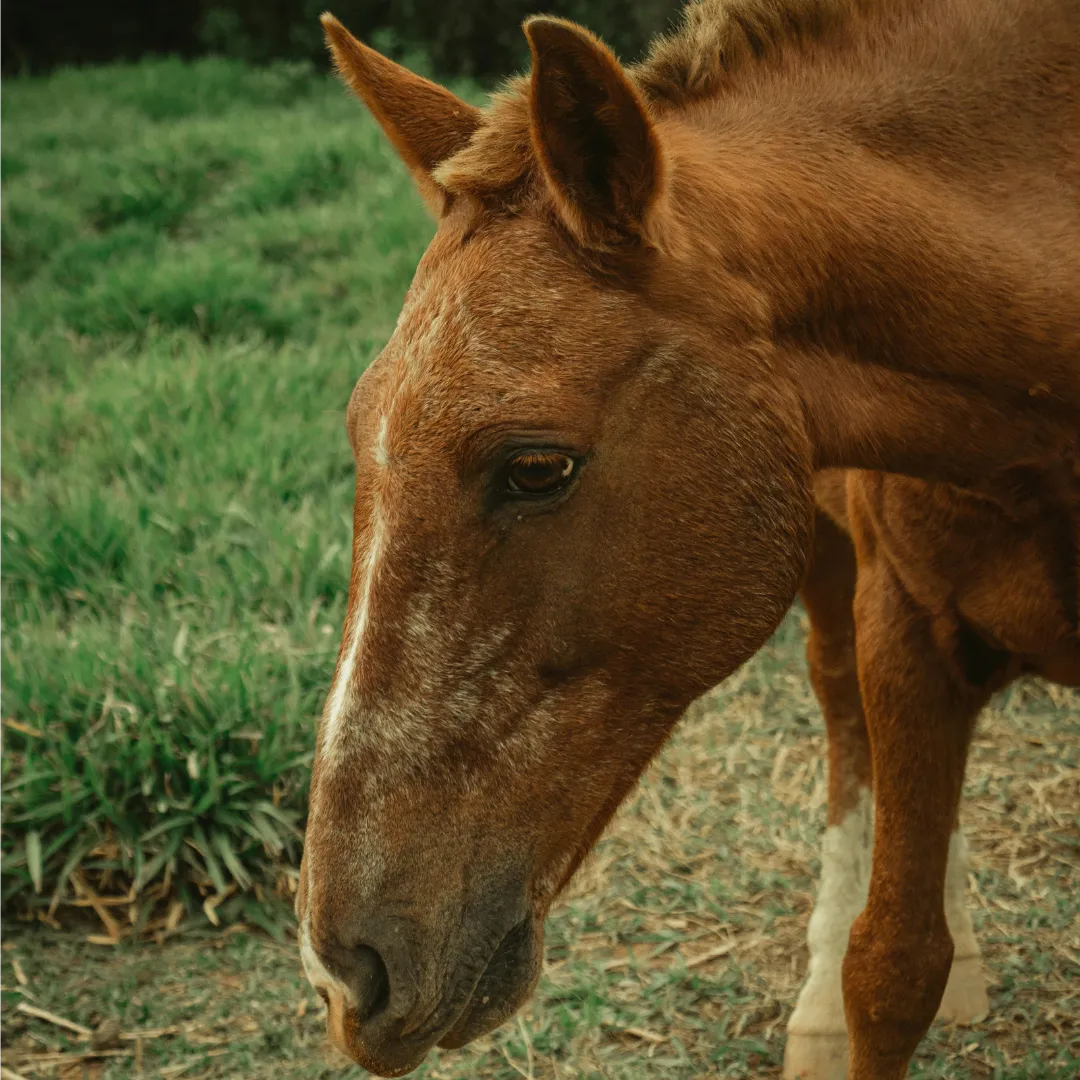 Close-up of a brown horse standing in a grassy field, representing calm nature, farm life, and animal care.