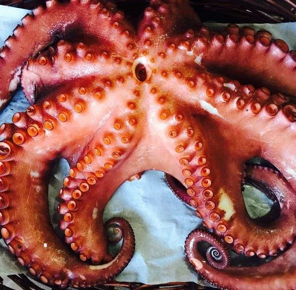 Ración de pulpo a la gallega servida en Taberna Acuerdo, bar restaurante en Chamberí, Madrid. Pulpo tierno con pimentón, aceite de oliva y patata, una de las tapas más sabrosas de la carta junto a las Mejores Bravas de Madrid 2025.