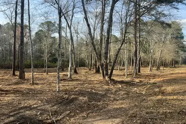 Land clearing before forestry mulching Carolina Outdoor Services