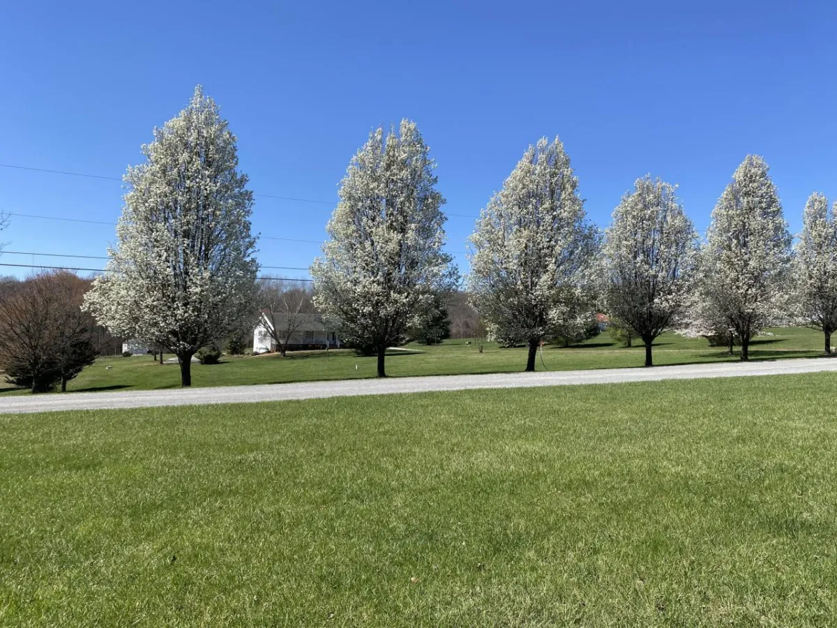 Buying A Home Daleville