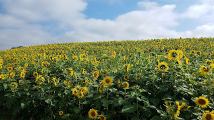 Buying A Home Bonsack