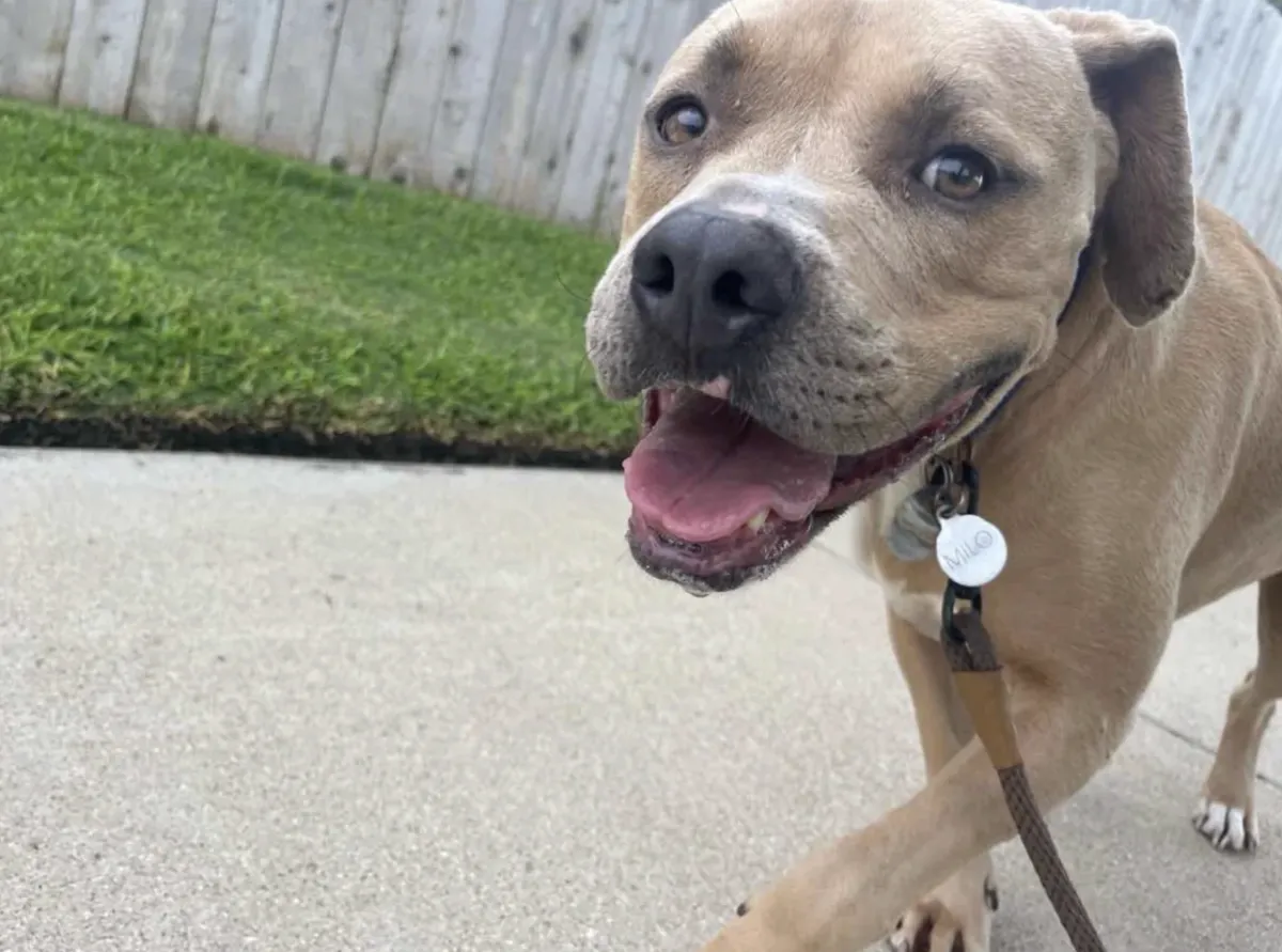 The Secret to a Happy Pet (and a Happier You!): Why a Recurring Schedule with Lucky Paws BCS is a Game-Changer